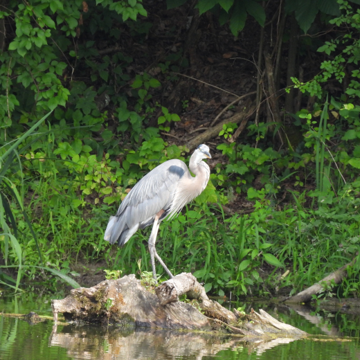 A great blue heron stands on a weathered log beside a still pond, with lush green trees and plants forming a dense forest backdrop. The bird's reflection is visible in the water.