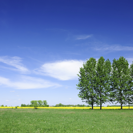 tree in a field with sky
